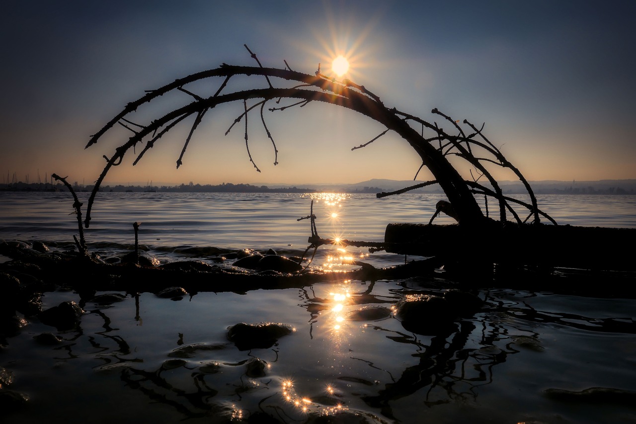 Unique DIY Driftwood Crafts for Your Home Decor